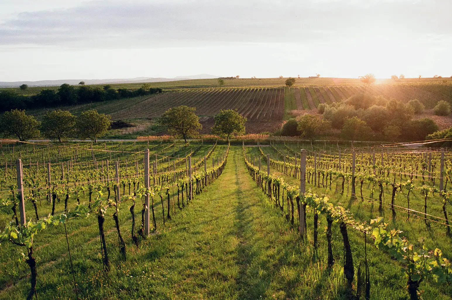Vinohrady na jaře — Velké Bílovice