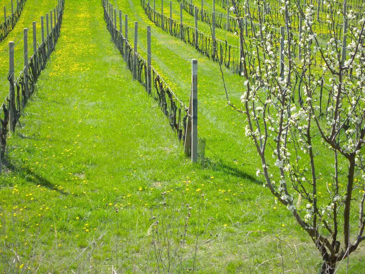 Vinohrady v dubnu