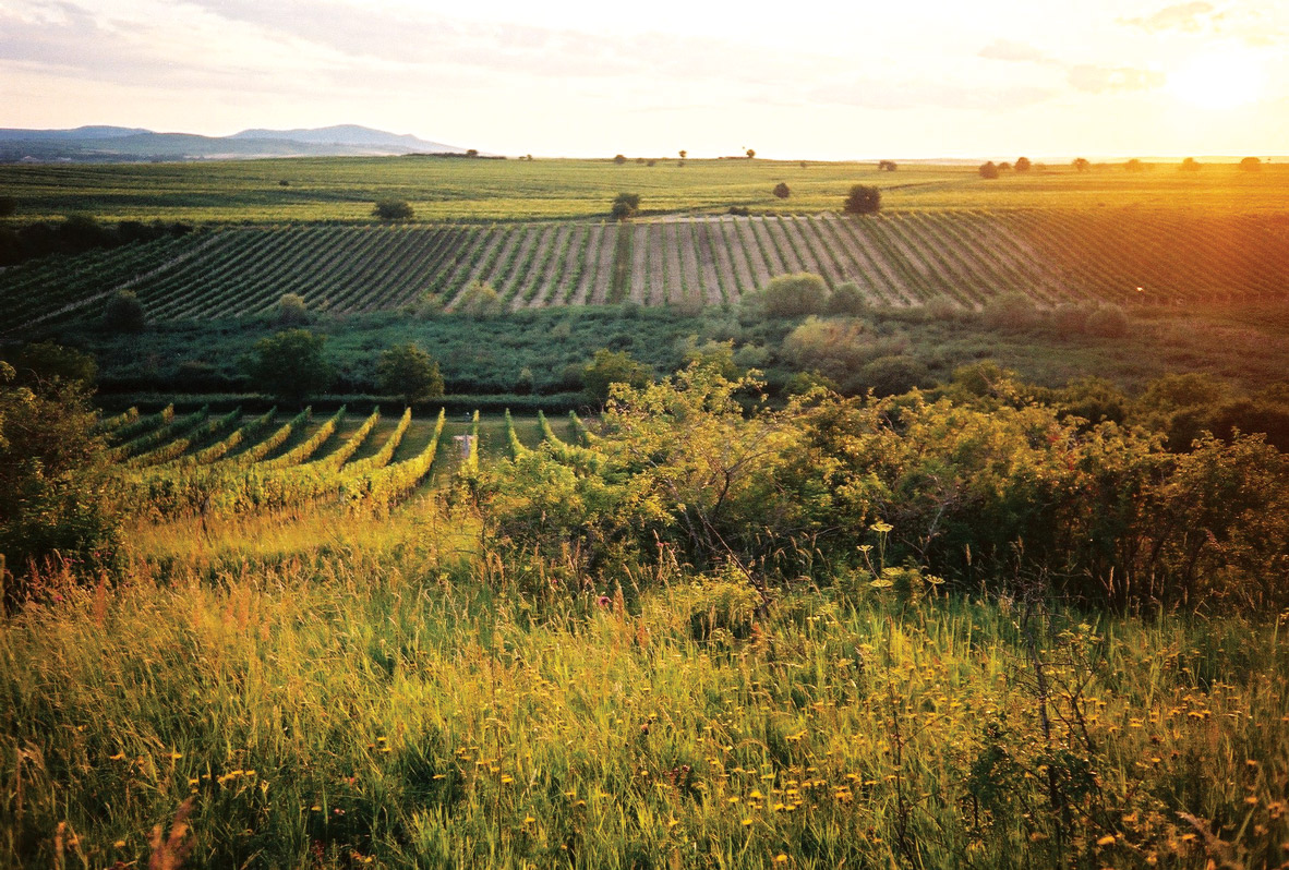 Vinohrad při západu slunce