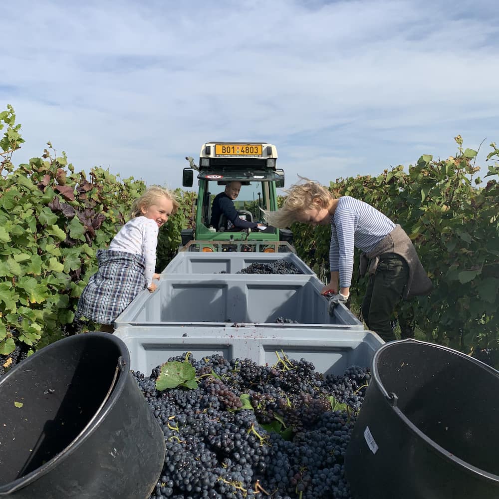 Sběr hroznů ve vinohradu